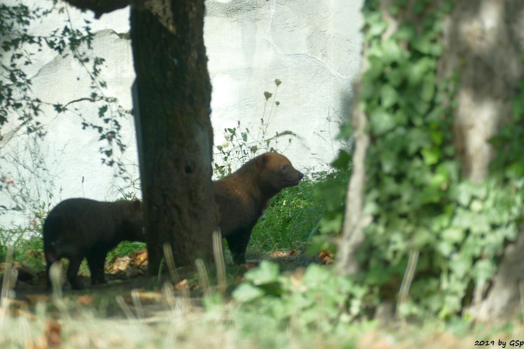 Waldhund (Buschhund)