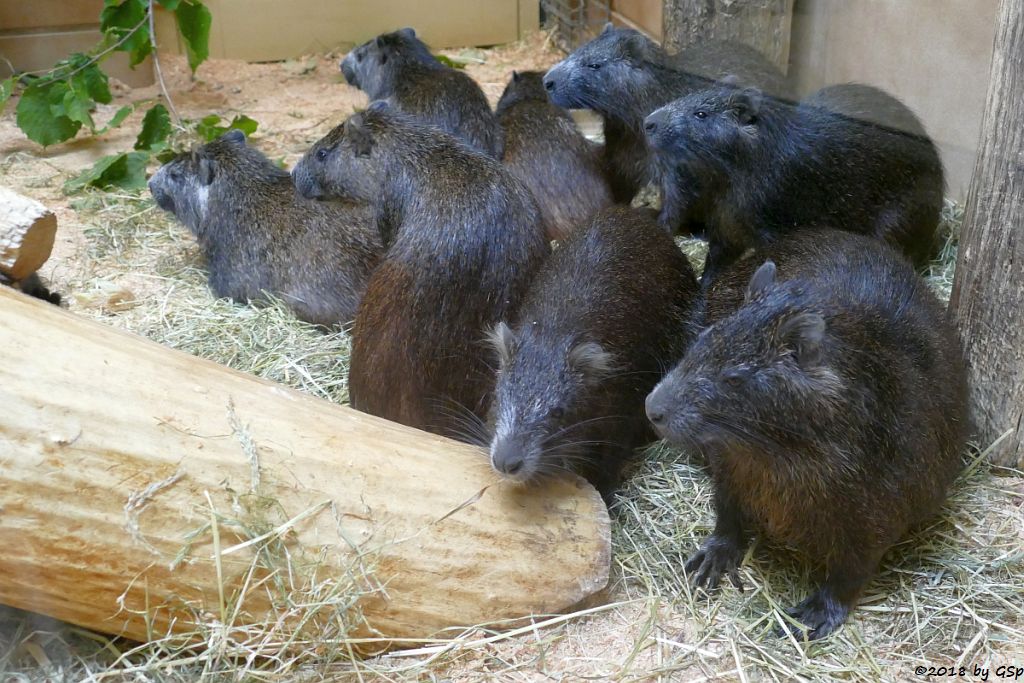 Hutiaconga (Kuba-Baumratte, Kuba-Ferkelratte)