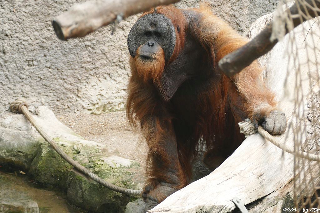 Sumatra-Orang-Utan TUAN