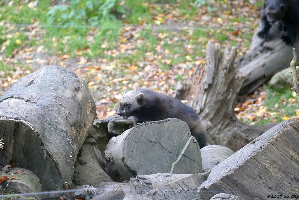 Eurasischer Vielfraß (Järv, Bärenmarder)