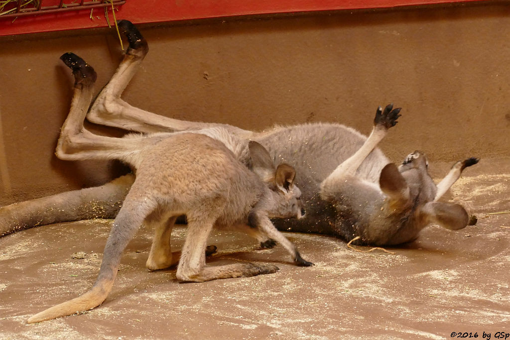 Rotes Riesenkänguru, Jungtier geb. Febr.2015