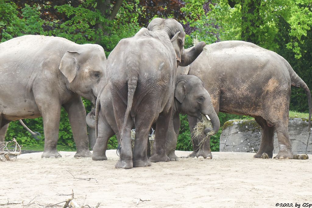 KANDY, SHANDRA, RAJ, MOGLI