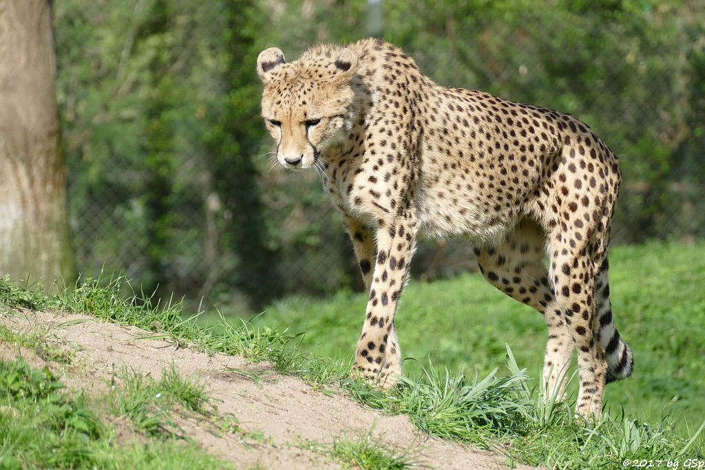 Südafrikianischer Gepard