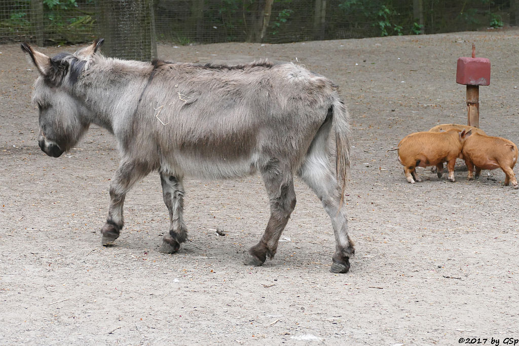 Zwergesel, Kune-Kune-Schwein (Maori-Native)