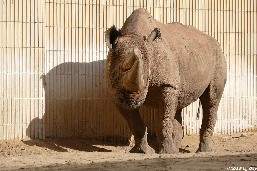 Spitzmaulnashorn KALUSHO