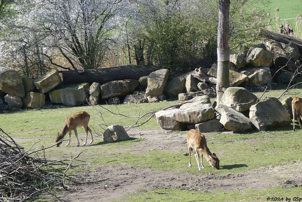 Weißnacken-Moorantilope (Mrs. Grays Wasserbock)