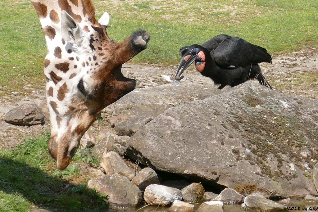 Rothschildgiraffe (Uganda-Giraffe, Baringo-Giraffe), Nördlicher Hornrabe (Sudan-Hornrabe, Abessinischer Hornrabe)