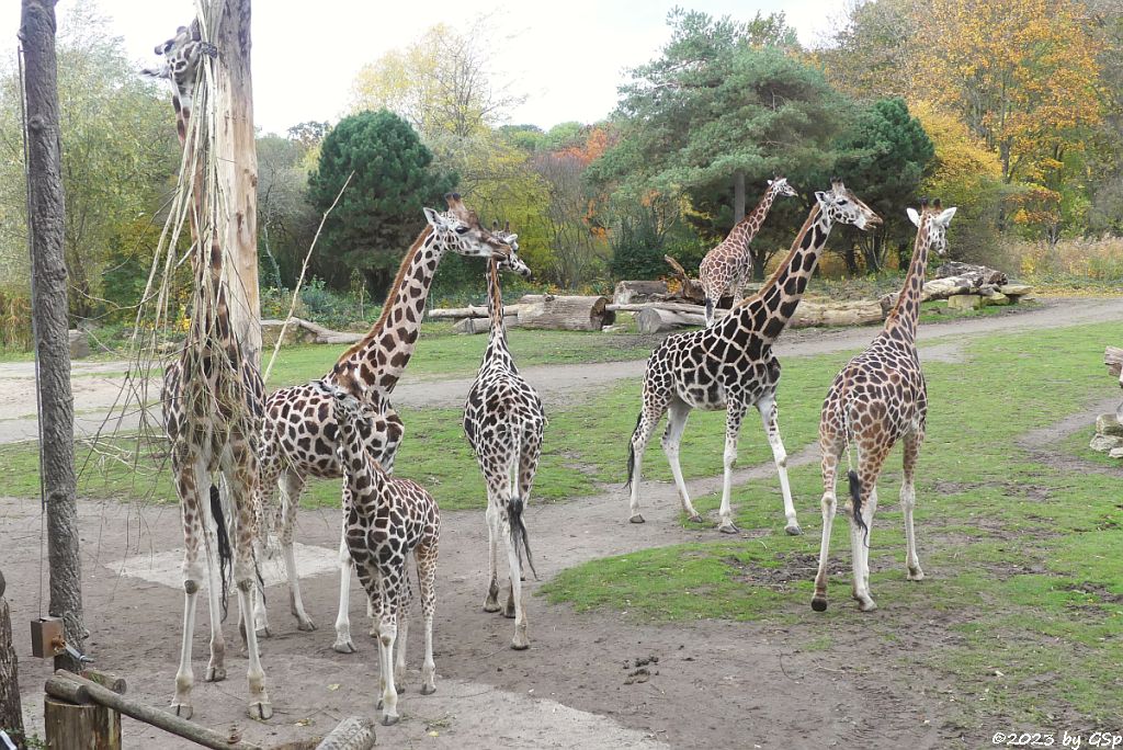 Rothschildgiraffe (Uganda-Giraffe, Baringo-Giraffe)