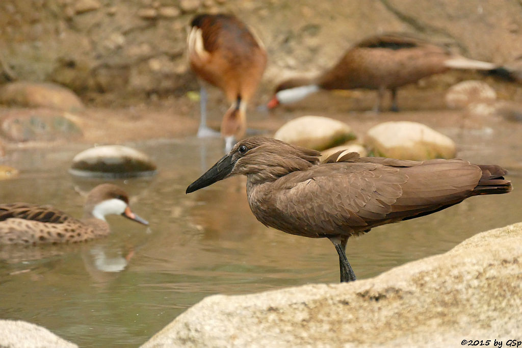 Hammerkopf (Schattenvogel), Gelbbrust-Pfeifgans (Fahlpfeifgans, Gelbe Baumente)