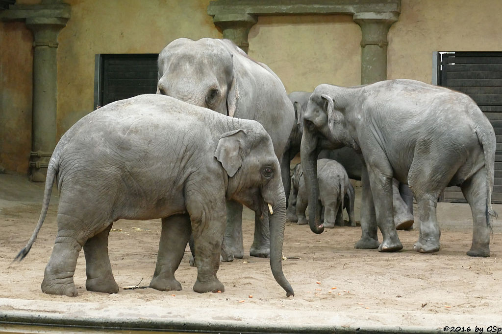 ASSAM, YASHODA, LAI SINH, ANJULI, KANJA, KANDY