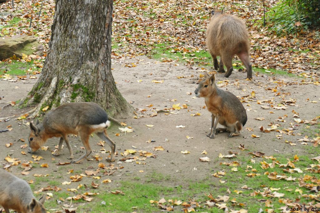 Großer Pampashase (Große Mara, Großer Mara), Wasserschwein (Capybara)