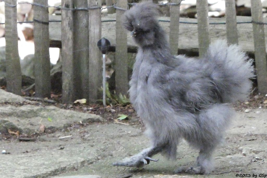 Chinsesisches Wollhuhn