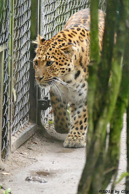 Chinaleopard (Nordchinesischer Leopard)