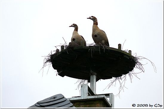 Nilgans