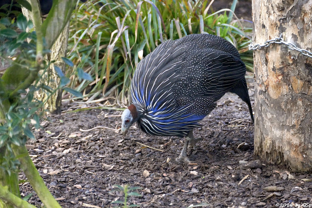 Geierperlhuhn