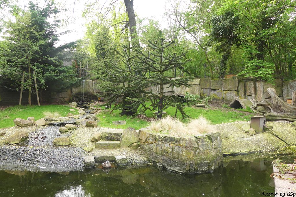 Zoo Halle: Südpudu-Anlage