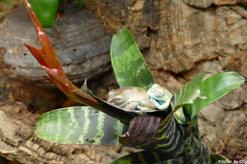 Juwelenlaubfrosch (Gepunkteter Waldsteigerfroschc)