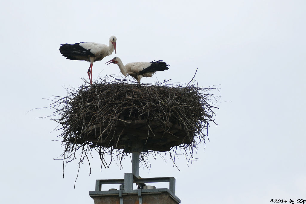 Weißstorch