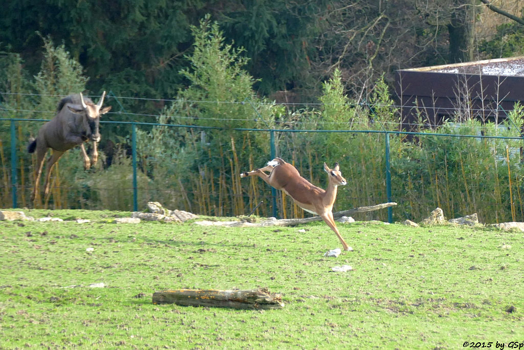 Streifengnu, Impala (Schwarzfersenantilope)