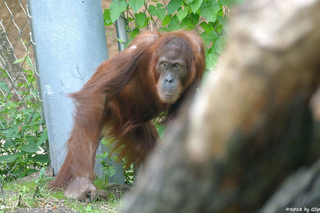 Sumatra-Orang-Utan INDAH