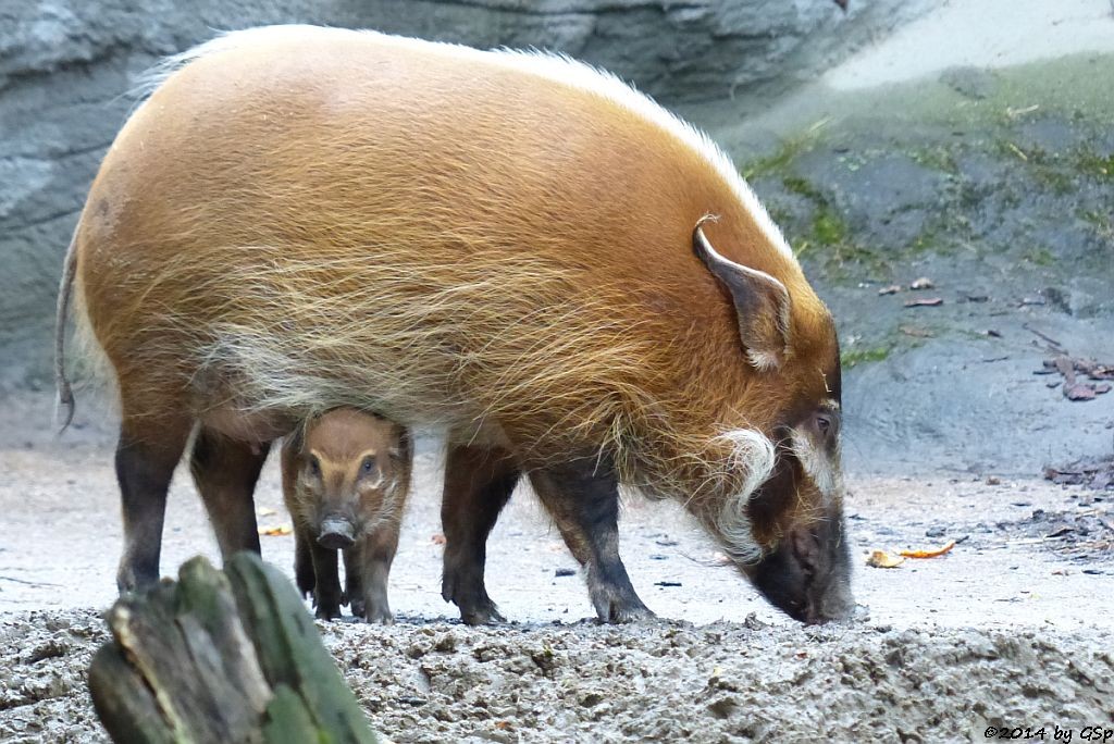 Pinselohrschwein, Jungtier geb. am 19.03.14