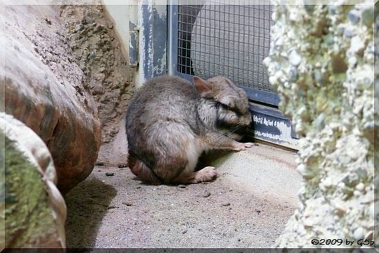 Flachland-Viscacha