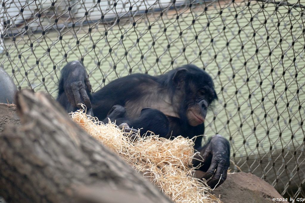 Bonobo (Zwergschimpanse)