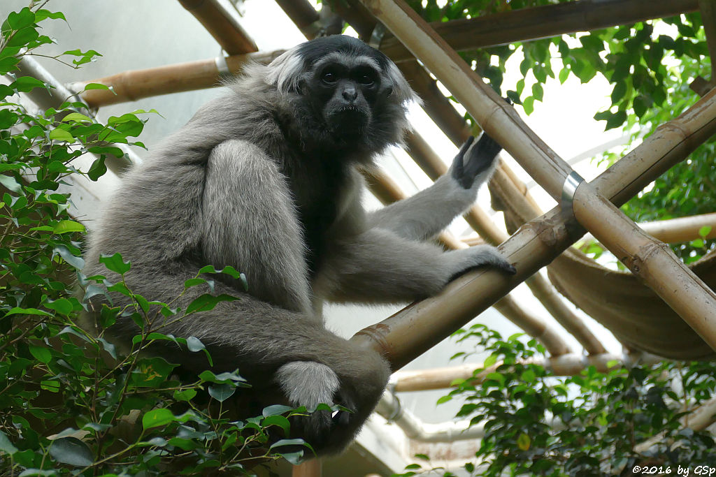 Kappengibbon