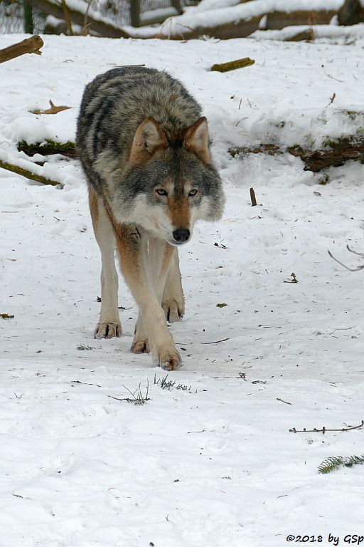 Eurasischer Wolf