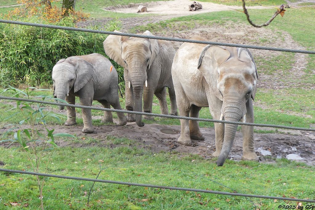 NECO, KARIBA, CRISTINA