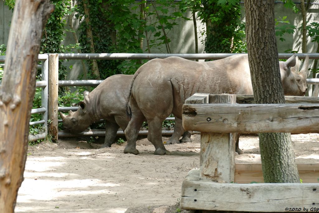 Spitzmaulnashorn MABURI mit Tochter MAISHA, geb. 22.9.18