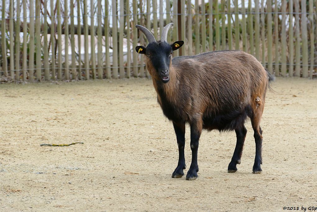 Afrikanische Zwergziege (Westafrikanische Zwergziege, Kamerun-Zwergziege)