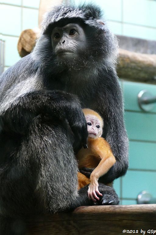 Schwarzer Haubenlangur (Javanischer Haubenlangur, Budeng)