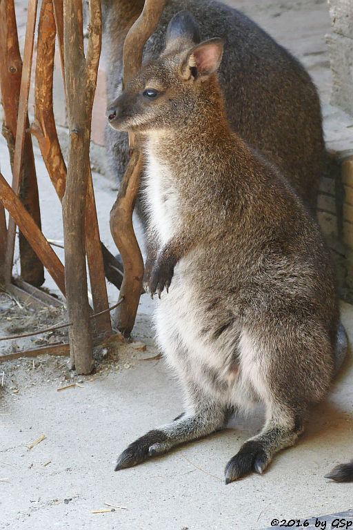 Bennettkänguru (Rotnackenwallaby)