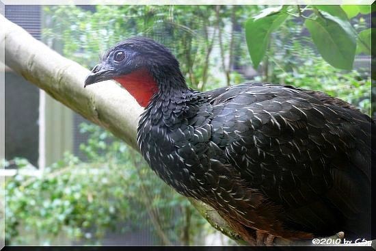 Spix-Guan