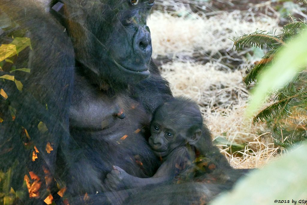 Flachlandgorilla TUANA mit Jungtier, geb. 11.1.18 (2 Wochen alt)