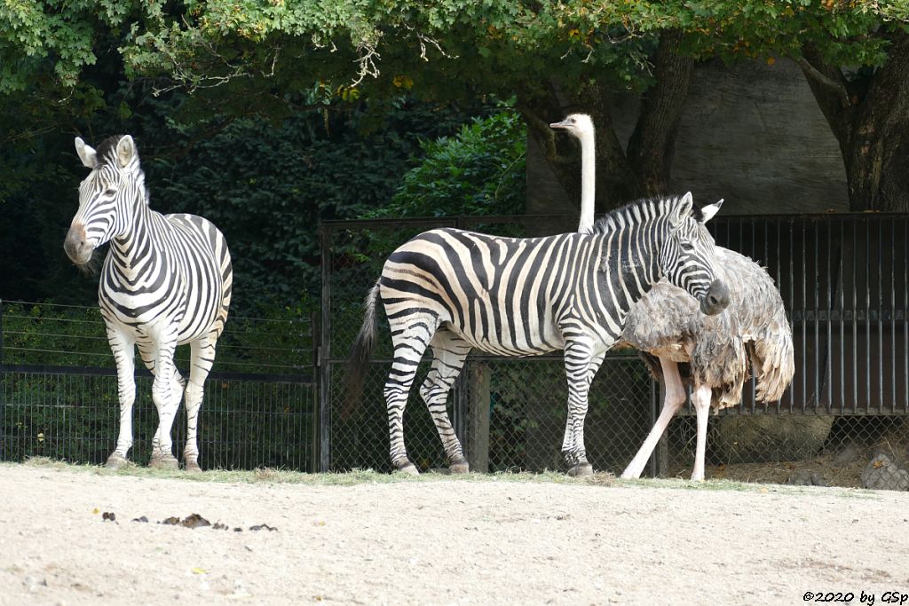 Chapman-Steppenzebra, Nordafrikanischer Strauß (Rothalsstrauß)