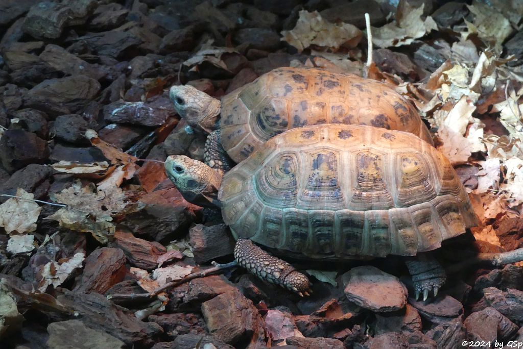 Zoo Halle: Gelbkopf-Landschildkröte (Gelbkopfschildkröte)