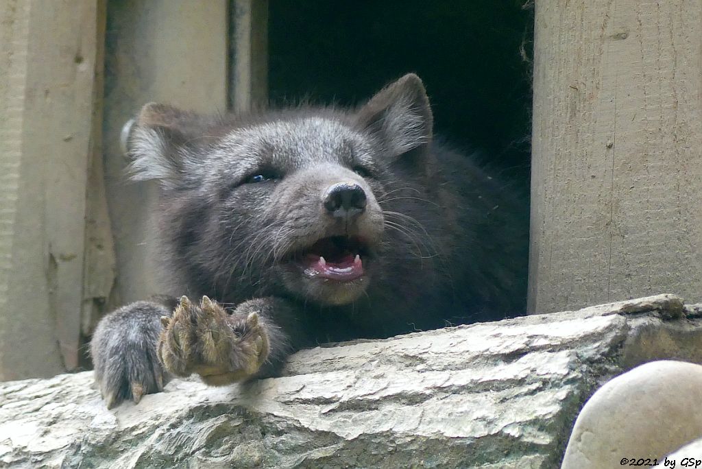 Polarfuchs (Eisfuchs, Blaufuchs)