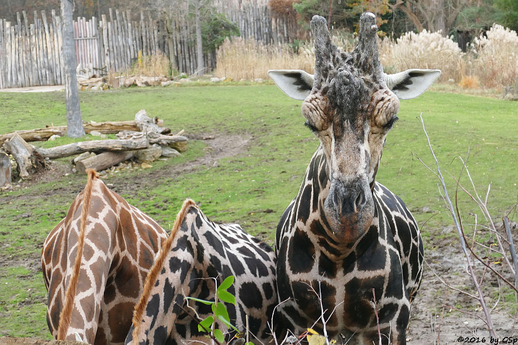 Rothschildgiraffe (Uganda-Giraffe, Baringo-Giraffe