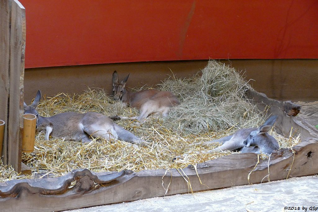 Rotes Riesenkänguru