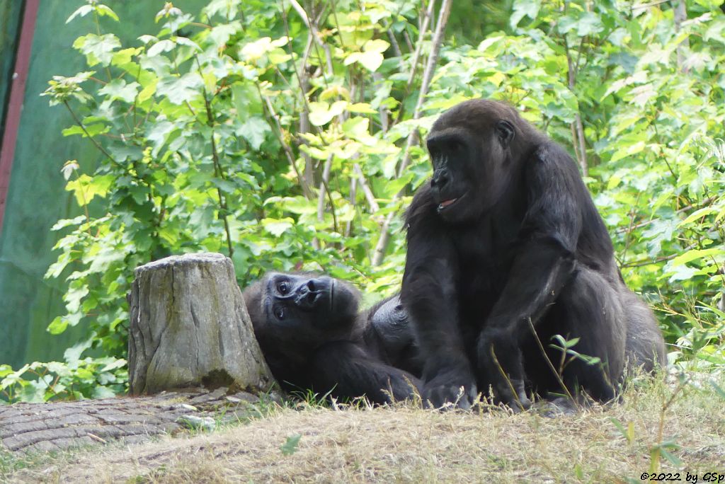 Westlicher Flachlandgorilla