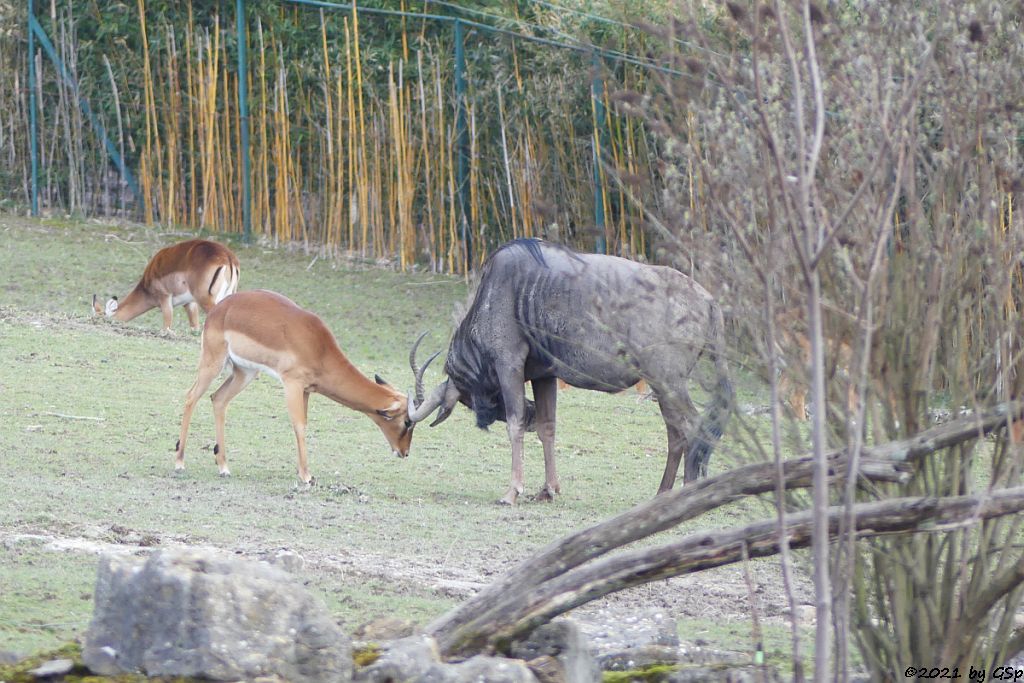 Impala (Schwarzfersenantilope), Südliches Streifengnu (Blaues Gnu)
