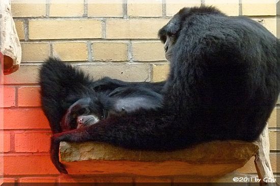 Siamang