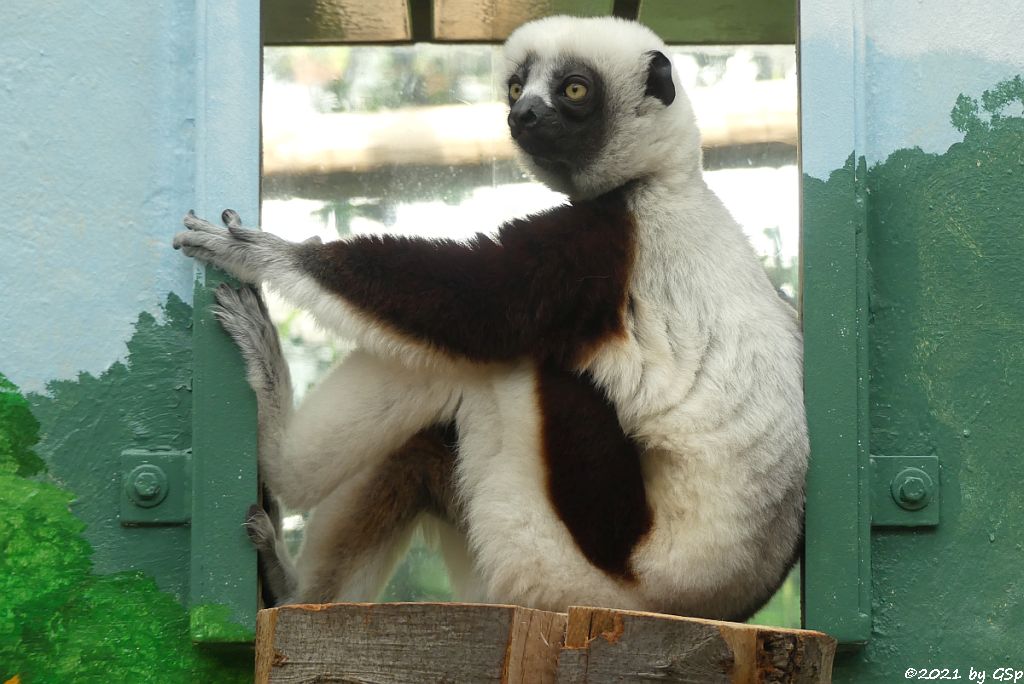 Coquerel-Sifaka