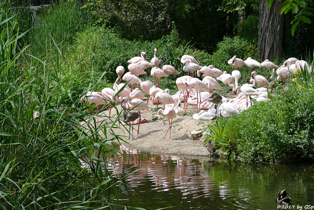 Zwergflamingo