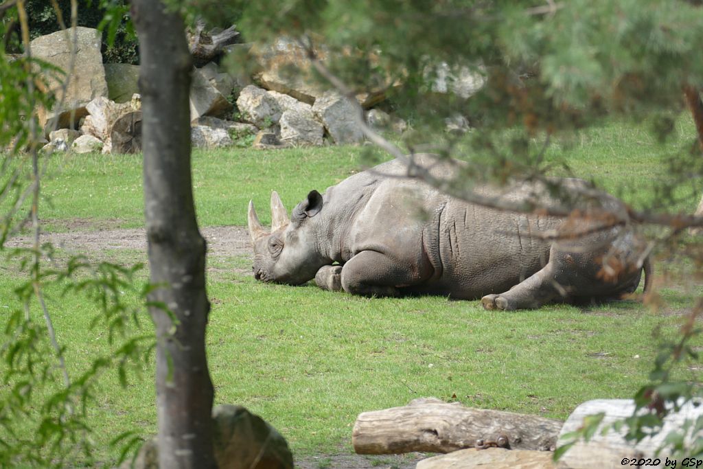 Ostafrikanisches Spitzmaulnashorn (Östliches Spitzmaulnashorn)