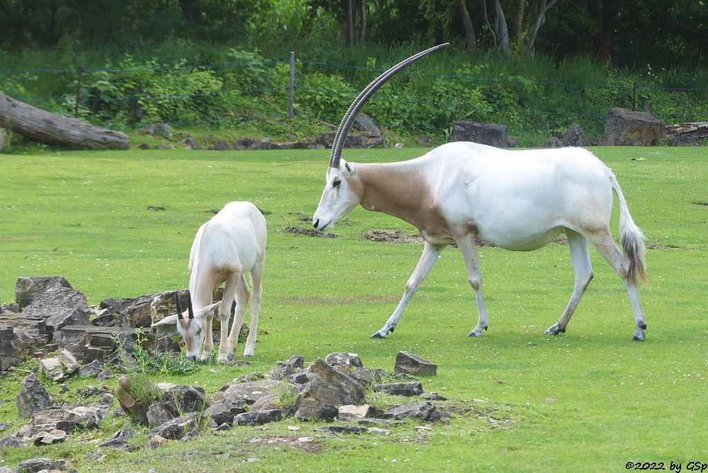 Säbelantilope