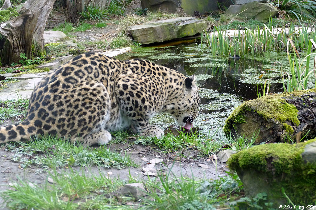 Nordpersischer Leopard (Afghanischer Leopard)