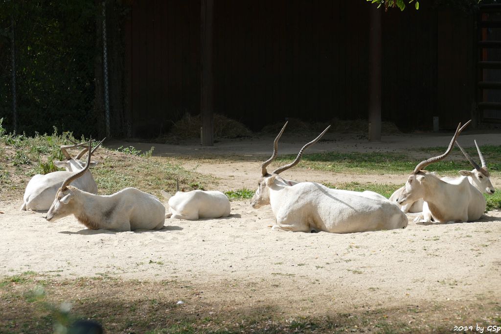 Mendesantilope (Addax)